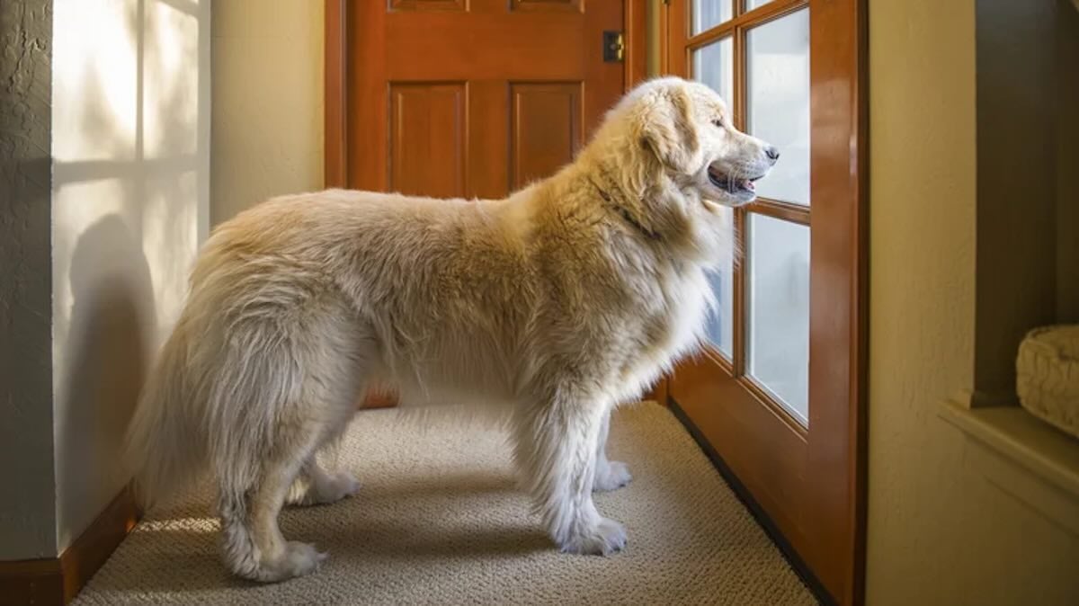 dog