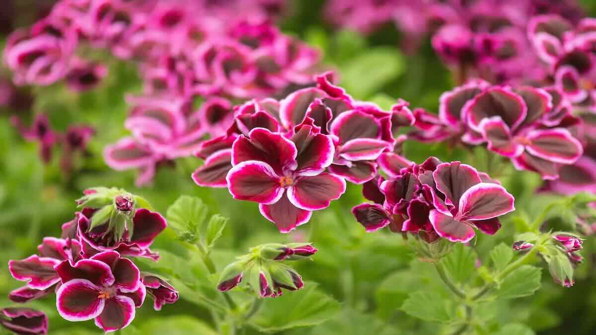 plante