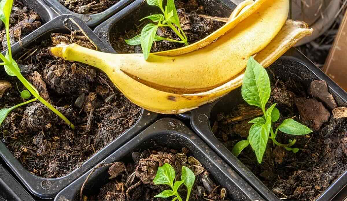 bananas