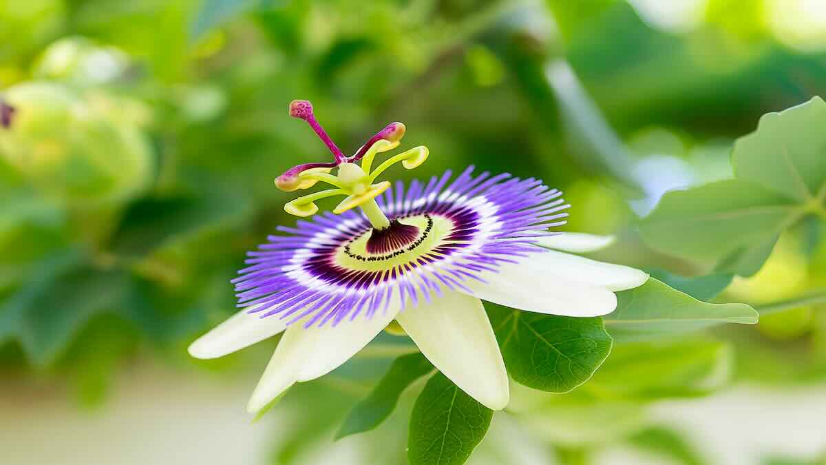 Plant it at the back of your garden