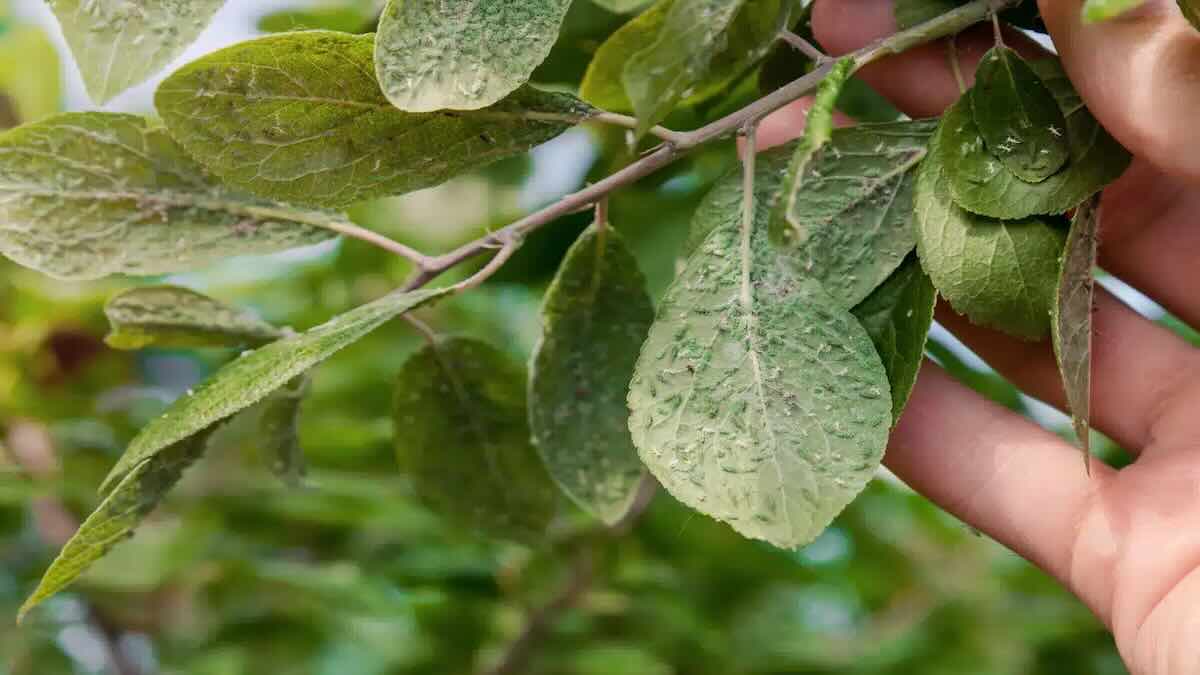 Your garden infested with aphids