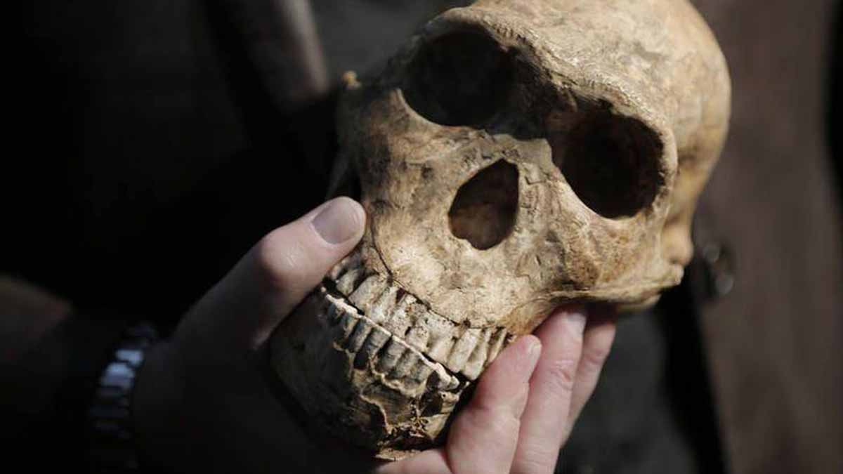 human origins