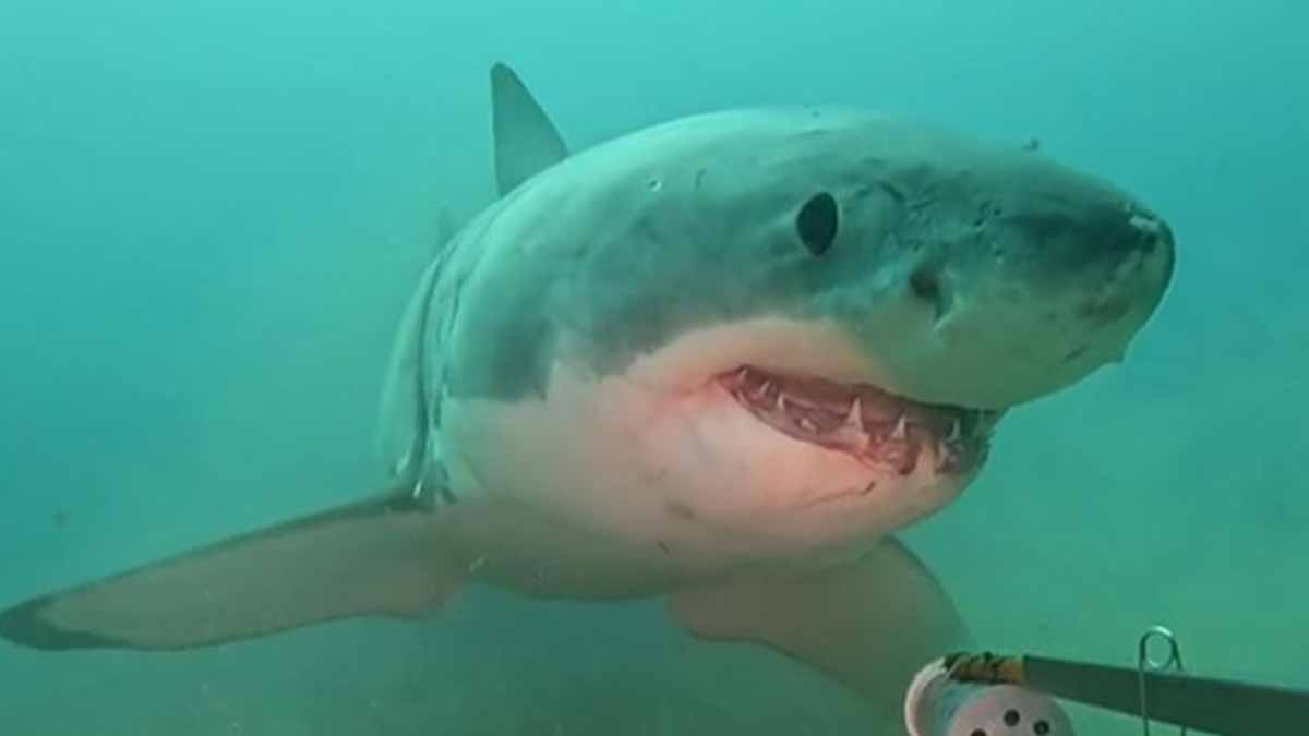 shark