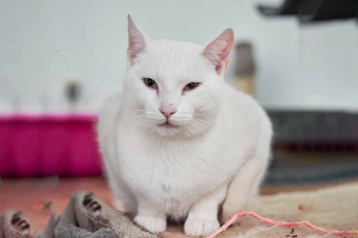 Cat Born With ‘Skis’ For Feet Creates Her Own Adorable Way Of Walking
