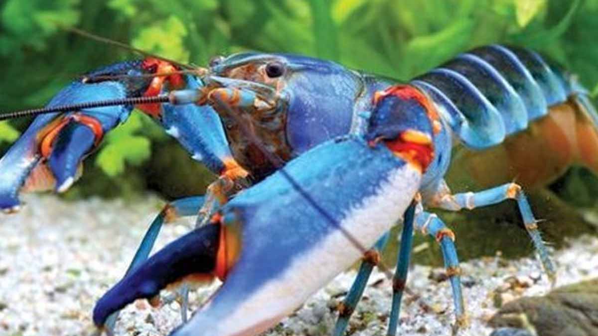 new species