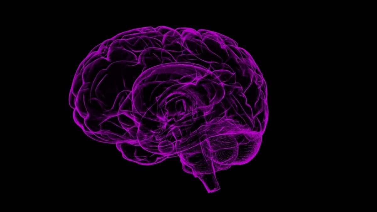 mini human brain