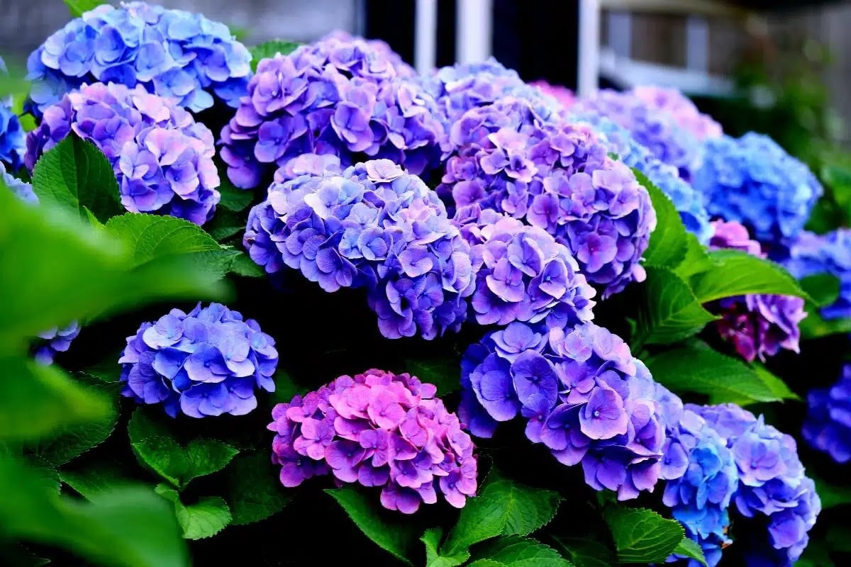 Say goodbye to hydrangeas