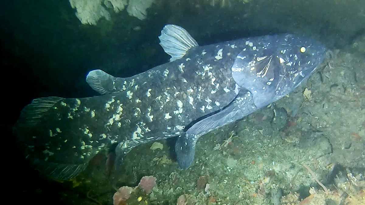 prehistoric fish