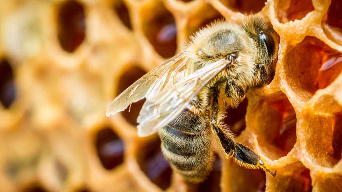 bees