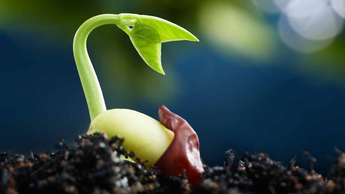 ancient seeds