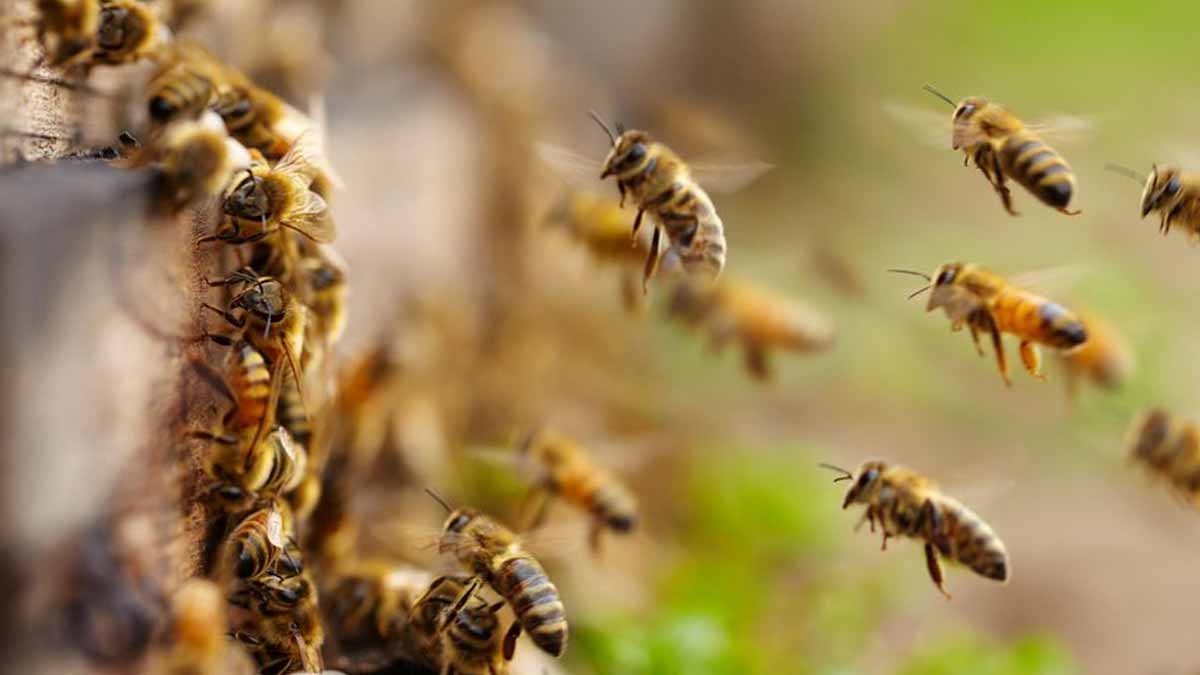 nutrients bees need