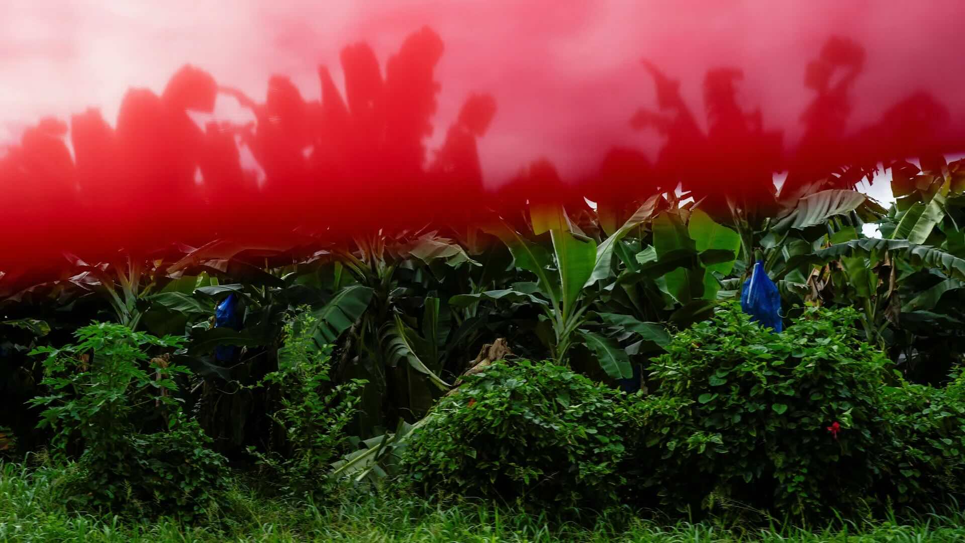 The American banana giant Chiquita