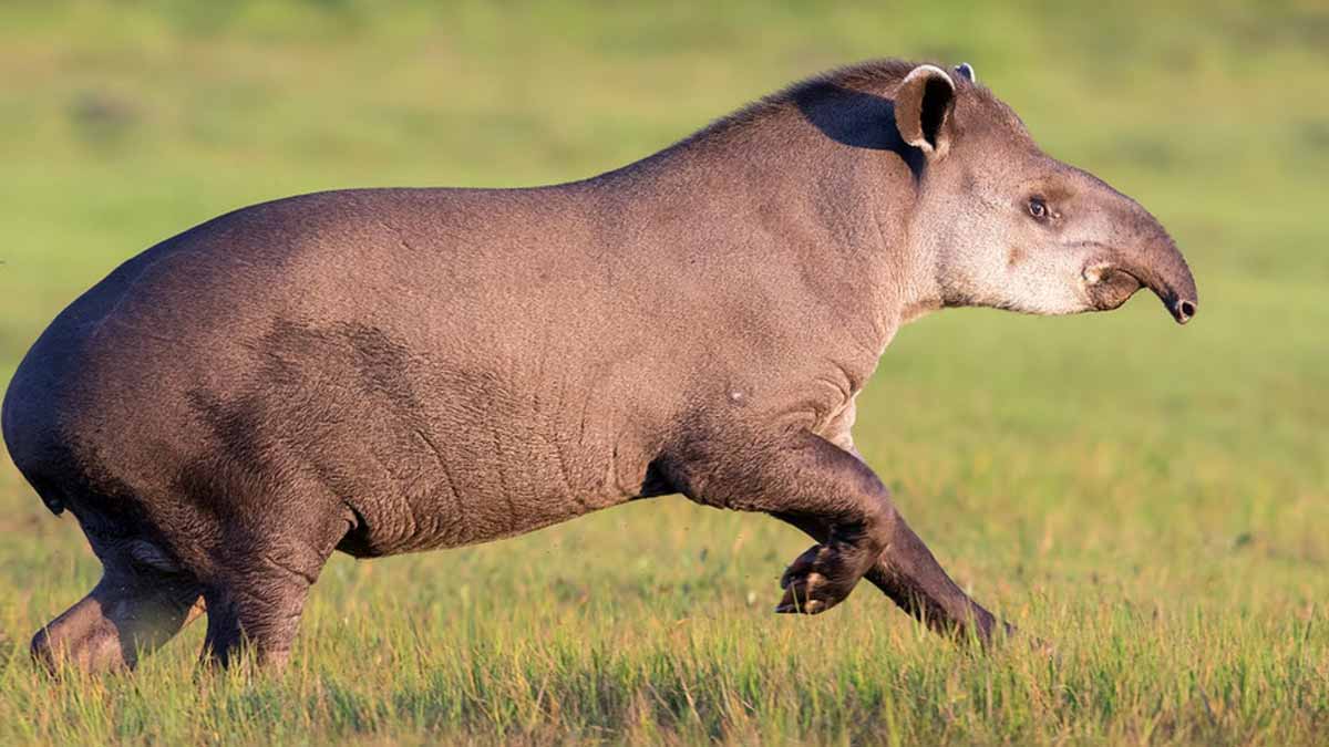 mammal