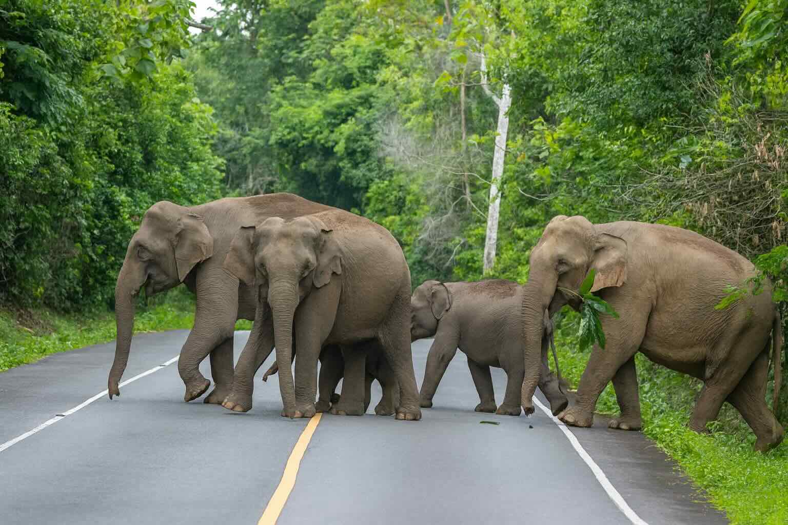 Elephant