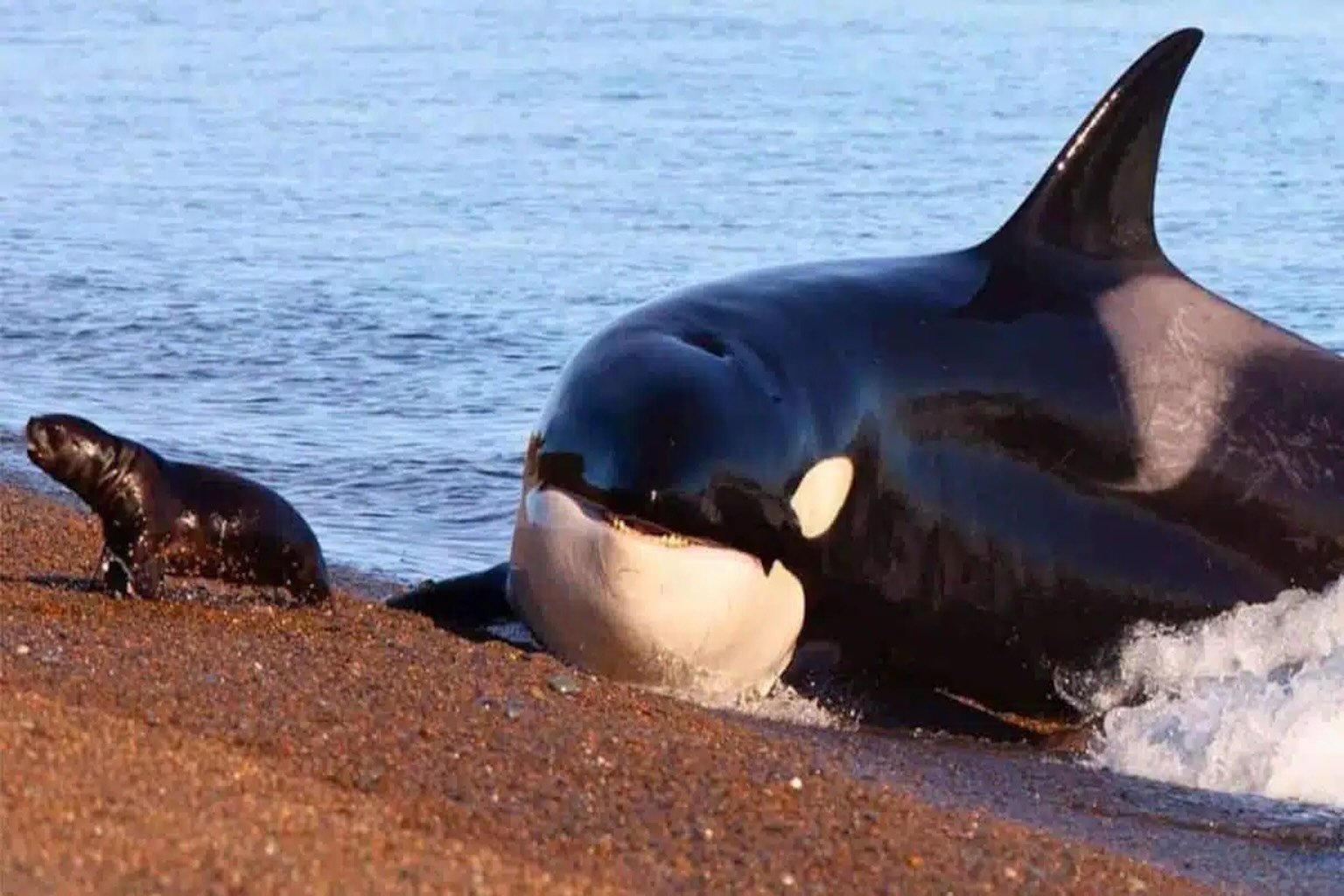 dolphins and orcas