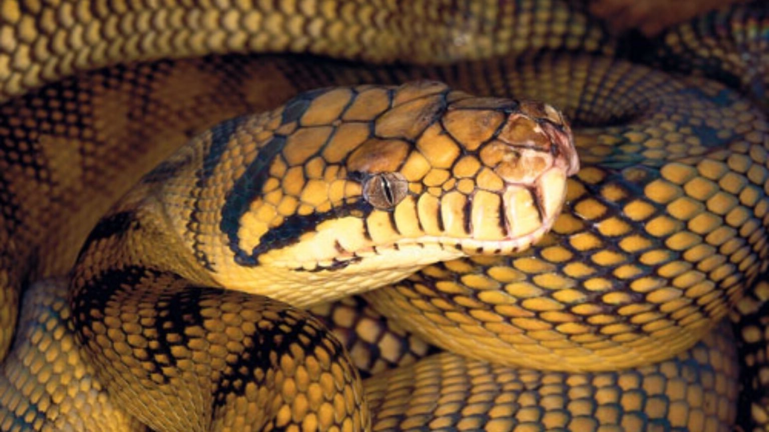 python in Australia