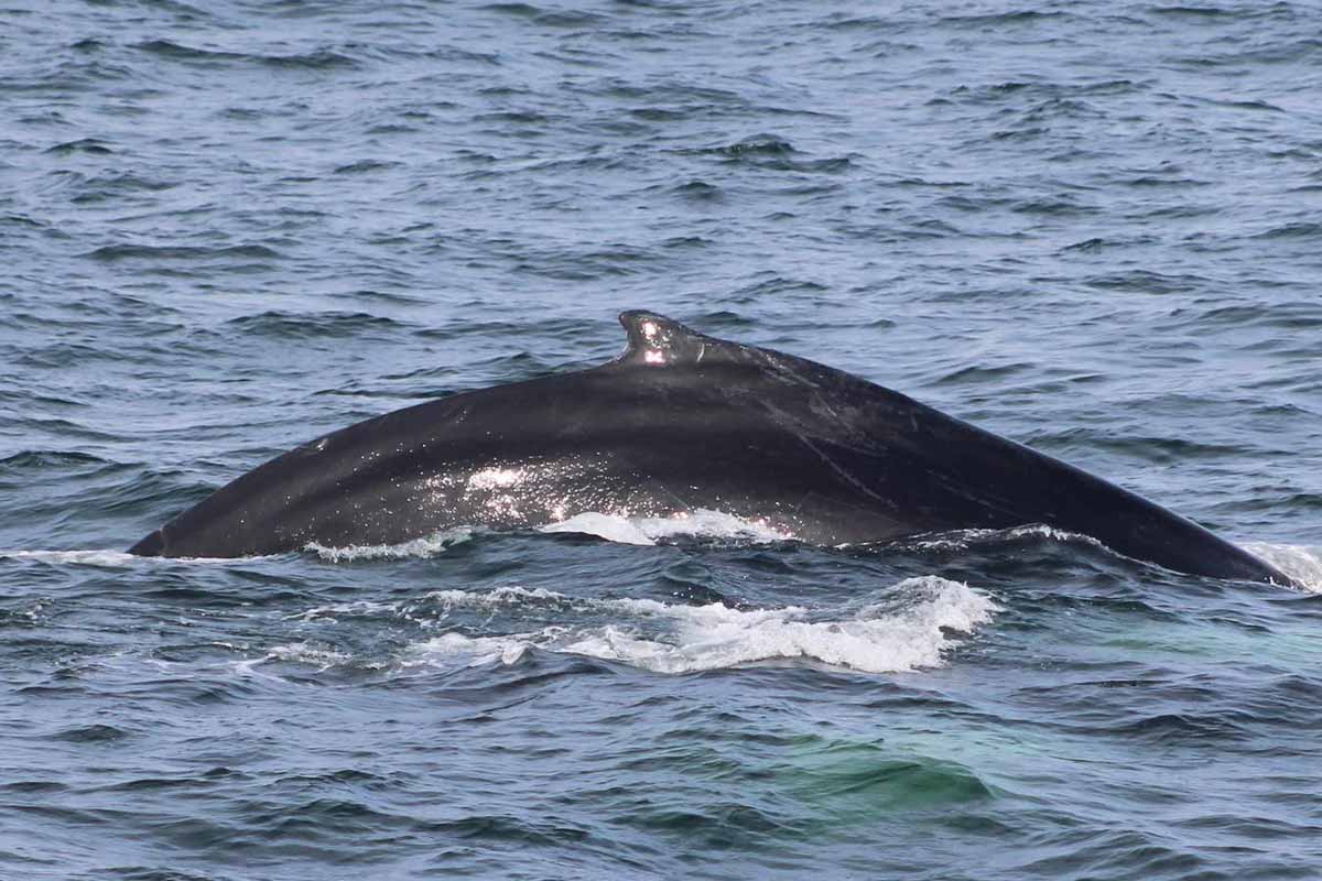 whale